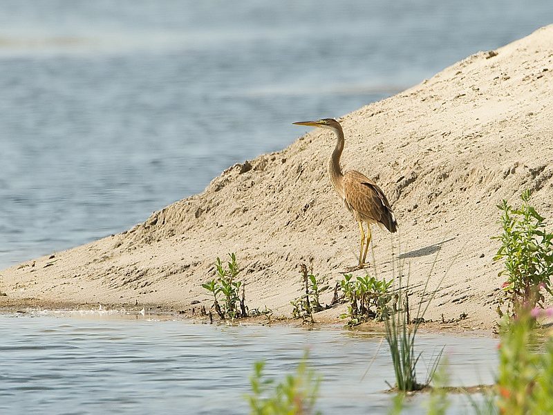 Ardea purpurea Purple Heron Purperreiger